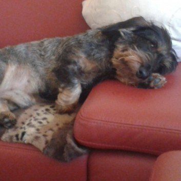 Das Bild zeigt den Hund eines unserer Kunden