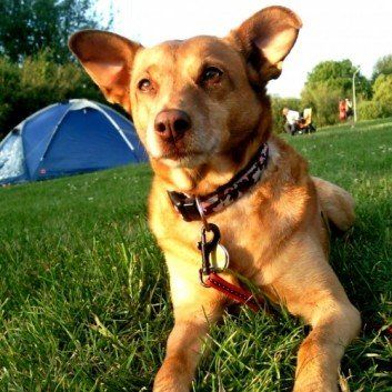 Das Bild zeigt einen Hund aus der Rubrik Kundenfeedback