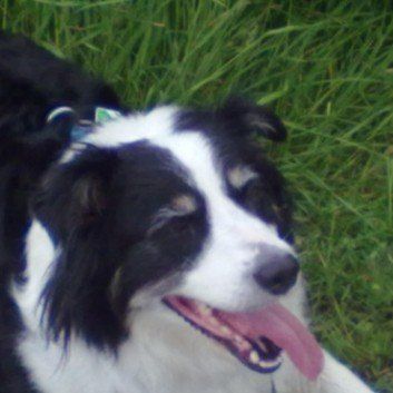 Das Bild zeigt den Hund eines unserer Kunden