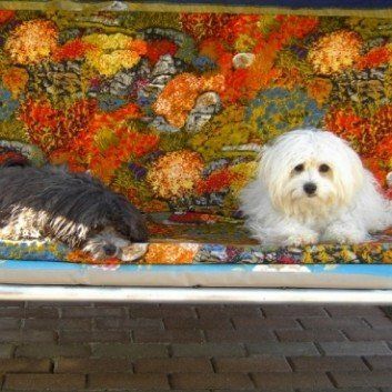 Das Bild zeigt den Hund eines unserer Kunden