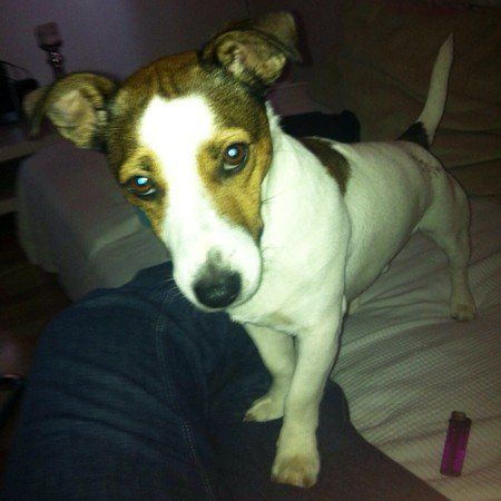 Das Bild zeigt den Hund eines unserer Kunden