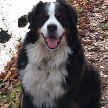 Das Bild zeigt einen Hund aus der Rubrik Kundenfeedback