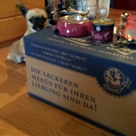 Das Bild zeigt den Hund eines unserer Kunden
