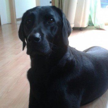 Das Bild zeigt den Hund eines unserer Kunden