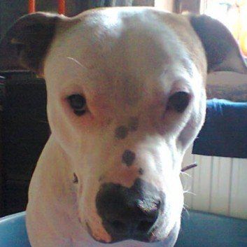 Das Bild zeigt den Hund eines unserer Kunden