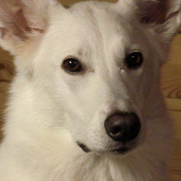 Das Bild zeigt den Hund eines unserer Kunden