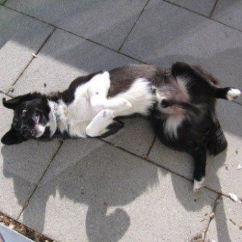 Das Bild zeigt den Hund eines unserer Kunden