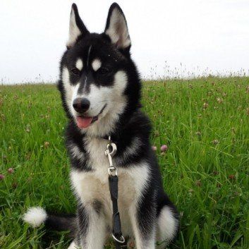 Das Bild zeigt den Hund eines unserer Kunden