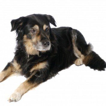 Das Bild zeigt den Hund eines unserer Kunden