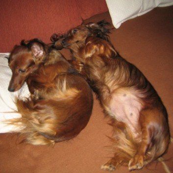 Das Bild zeigt den Hund eines unserer Kunden