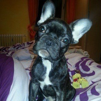 Das Bild zeigt den Hund eines unserer Kunden