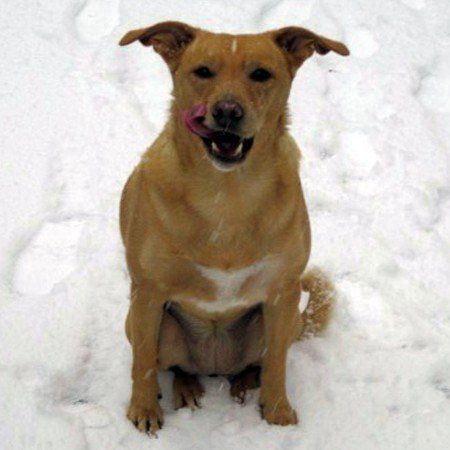 Das Bild zeigt den Hund eines unserer Kunden