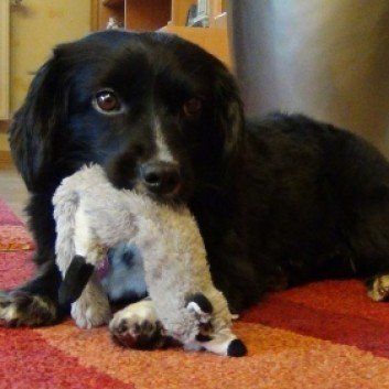 Das Bild zeigt den Hund eines unserer Kunden