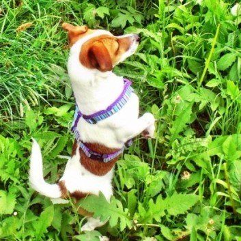 Das Bild zeigt den Hund eines unserer Kunden