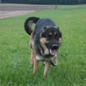 Das Bild zeigt den Hund eines unserer Kunden