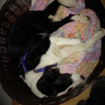 Das Bild zeigt den Hund eines unserer Kunden