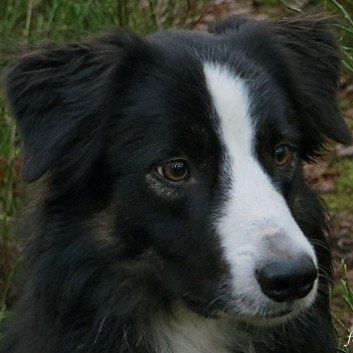 Das Bild zeigt den Hund eines unserer Kunden