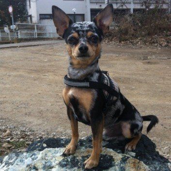 Das Bild zeigt den Hund eines unserer Kunden