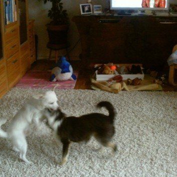 Das Bild zeigt den Hund eines unserer Kunden