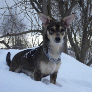 Das Bild zeigt den Hund eines unserer Kunden