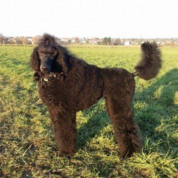 Das Bild zeigt den Hund eines unserer Kunden