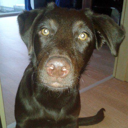 Das Bild zeigt den Hund eines unserer Kunden