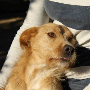 Das Bild zeigt den Hund eines unserer Kunden