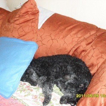 Das Bild zeigt den Hund eines unserer Kunden