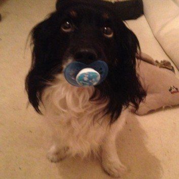 Das Bild zeigt den Hund eines unserer Kunden