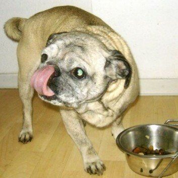 Das Bild zeigt den Hund eines unserer Kunden