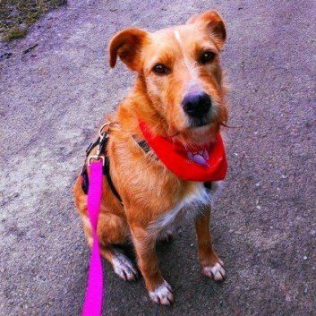 Das Bild zeigt den Hund eines unserer Kunden