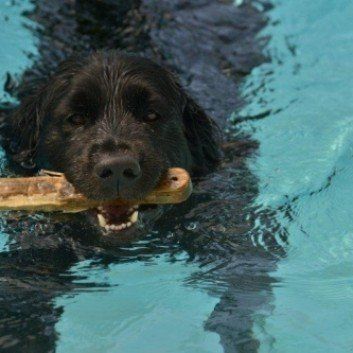 Das Bild zeigt den Hund eines unserer Kunden