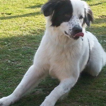 Das Bild zeigt den Hund eines unserer Kunden