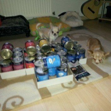 Das Bild zeigt den Hund eines unserer Kunden