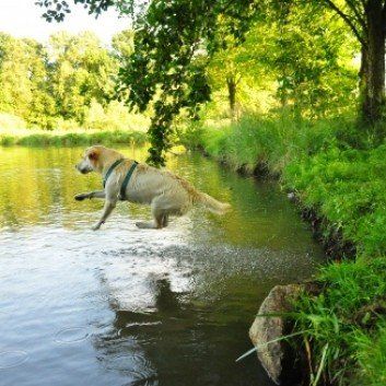 Das Bild zeigt den Hund eines unserer Kunden
