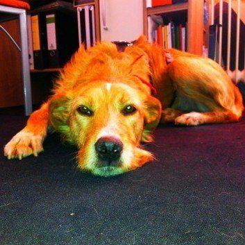 Das Bild zeigt den Hund eines unserer Kunden