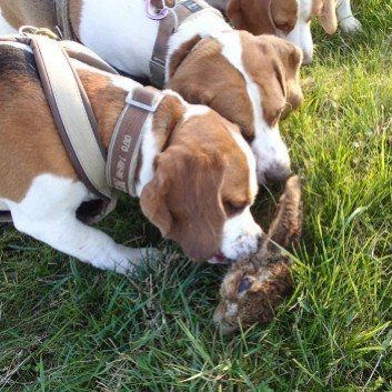 Das Bild zeigt den Hund eines unserer Kunden