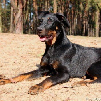 Das Bild zeigt den Hund eines unserer Kunden