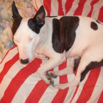 Das Bild zeigt den Hund eines unserer Kunden