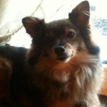 Das Bild zeigt den Hund eines unserer Kunden