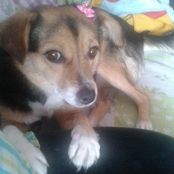 Das Bild zeigt den Hund eines unserer Kunden