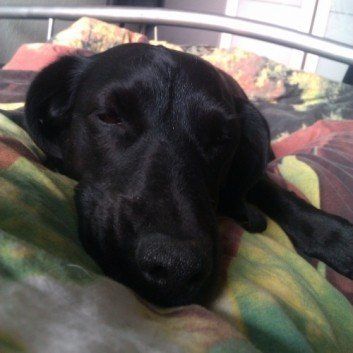 Das Bild zeigt den Hund eines unserer Kunden