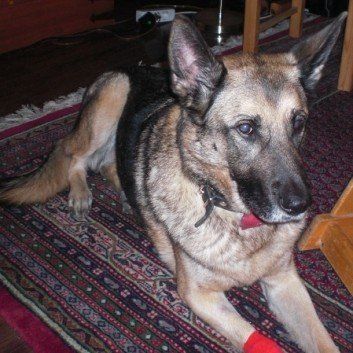 Das Bild zeigt den Hund eines unserer Kunden