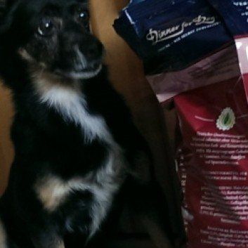 Das Bild zeigt den Hund eines unserer Kunden