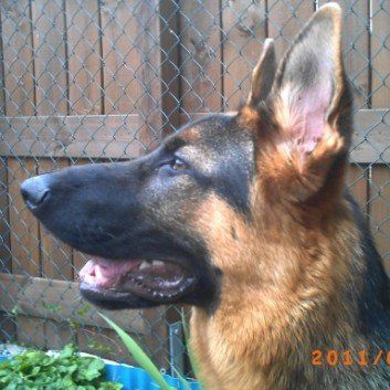 Das Bild zeigt den Hund eines unserer Kunden