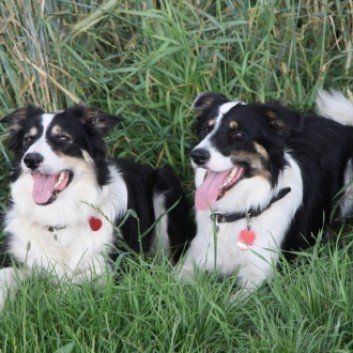 Das Bild zeigt den Hund eines unserer Kunden