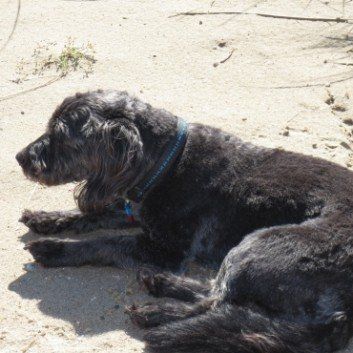 Das Bild zeigt den Hund eines unserer Kunden