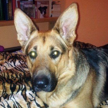 Das Bild zeigt den Hund eines unserer Kunden