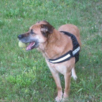 Das Bild zeigt den Hund eines unserer Kunden