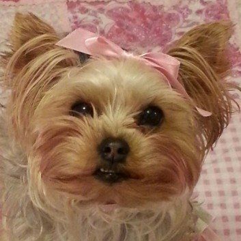 Das Bild zeigt den Hund eines unserer Kunden